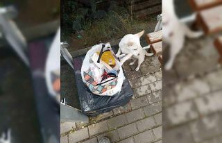 Yavru köpek soğukta "Sahiplenin" notuyla...