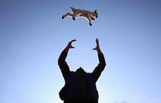 Yeni yılın kuzuları dünyaya geldi