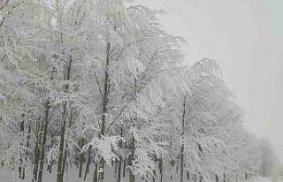 Yeşilin karla buluşması eşsiz görüntüler ortaya...