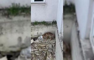 Yiyecek arayan tilki kamerada