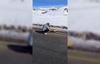 Yol kenarında gördüğü tilkiyi eliyle besledi