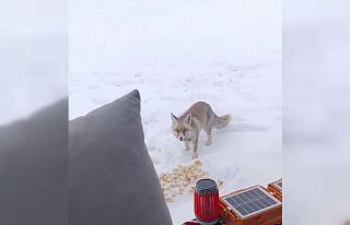 Yozgat’ta yaban hayatı cep telefonu kamerasına...