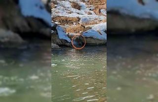 Yüksekova’da nesli tükenme tehdidinde olan su...