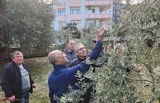 Zeytin budamayı uygulamalı öğrendiler