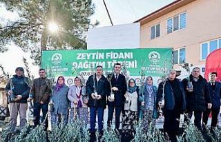 Zeytin fidanları toprakla buluşuyor, Denizli kazanıyor