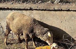 Zor durumdaki hayvana tarım çalışanından acil...