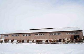 130 büyükbaş hayvan ile günlük 1 ton süt üretiliyor