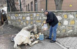 Açlık ve yorgunluktan yere yığılan katır hayata...