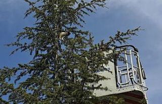 Ağaçta kalan kediyi itfaiye ekipleri kurtardı