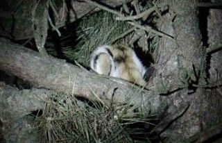 Ağaçta mahsur kalan kediyi itfaiyeciler kurtardı