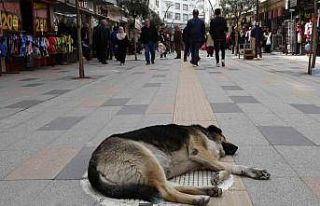 Altınordu’da sokak köpekleri esnaf ve vatandaşları...