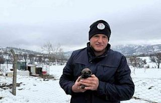 Anneleri ölen yavru kurt köpeklerine Kangal köpeği...