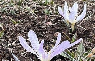 Arpaçay’da kardelenler çiçek açtı