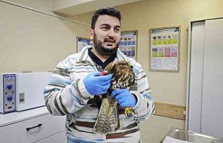 Artvin’de yaralı puhu kuşu tedavi altına alındı