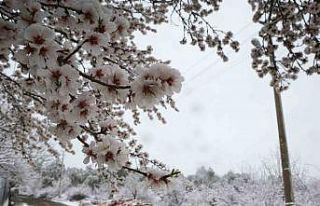 Bahar beyazına kar beyazı karıştı