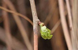 Baharın müjdecisi ‘Söğüt ağaçları’ yeşermeye...