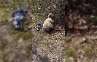 Başıboş köpekler koyunu telef etti, motosiklet...