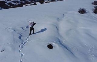 Bayburt’ta yaban hayvanları unutulmuyor: Karla...