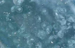 Beşiktaş’ta sahil denizanalarıyla kaplandı