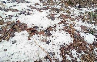 Bitlis’te dolu etkili oldu