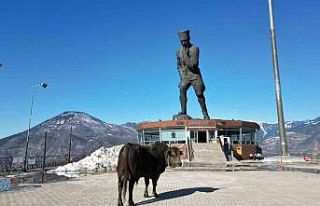 Boğasını güreşlere hazırlıyor