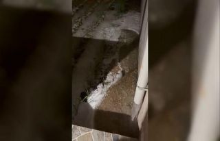 Bursa’da dolu yağışı fidelere zarar verdi