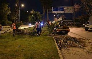 Büyükşehir’den gece budama çalışması