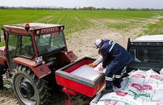 Büyükşehirin ürettiği sıvı gübrede ilk uygulama...