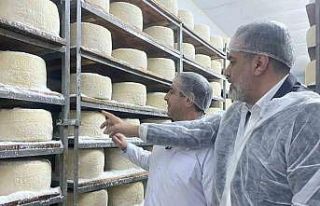Çadırda başladığı peynir üretiminde dünyaya...