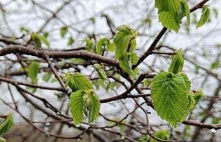 Çiftçilere zirai don uyarısı yapıldı