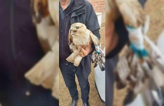 Çobanlar merada yaralı kızıl şahin buldu