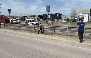 D-100’e çıkan tosun ortalığı birbirine kattı:...