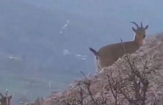 Dağ keçilerini görüntülemek için keçi gibi...