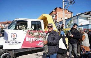 Denizli Büyükşehirden zeytin fidanı seferberliği