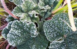 Denizli için zirai don ve fırtına uyarısı verildi