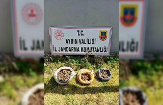 Didim’de 10 kilo salep toplarken yakalandılar