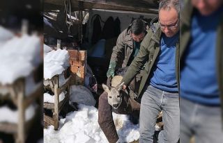Dikenli tele takılan karaca yavrusunu ekipler kurtardı