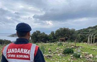 Dilek Yarımadası Milli Parkı’nda jandarma denetimi