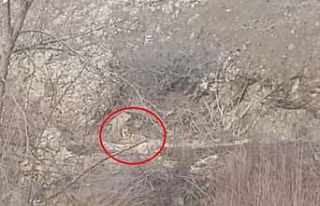 Diyarbakır’da kurtlar görüntülendi