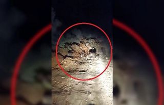 Domuz sürüsü kameraya yakalandı