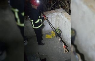 Dörtyol’da eve giren yılanı itfaiye yakaladı