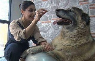 Duman isimli obez köpek spor ve pilates ile zayıflatılıyor