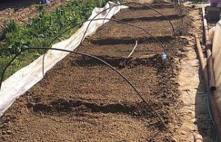 Emcelli’nin ata tohumu biberi toprakla buluştu