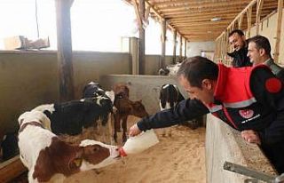 Erzincan’da büyükbaş hayvan işletmelerine arilik...