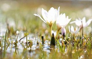 Erzincan’da kardelenler baharın müjdesini verdi