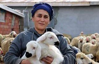 Erzincan’da koyun ve kuzuların coşkulu buluşması