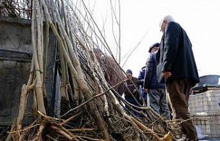 Erzincan’da meyve fidanı satışı başladı
