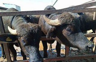 Eskişehir’de hayvan yetiştiricilerine 113 milyon...