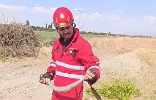 Evin bahçesine giren yılanı itfaiye yakaladı