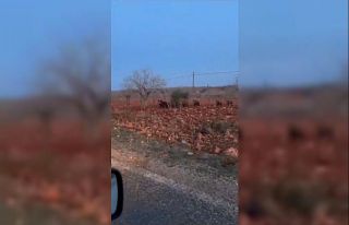 Fıstık tarlasında domuz sürüsü görüntülendi